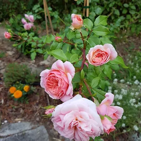 Akwaba Pensión Pyla-sur-Mer