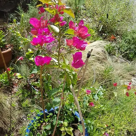 阿卡巴别墅酒店 招待所