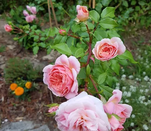 Akwaba Gasthuis Pyla Sur Mer